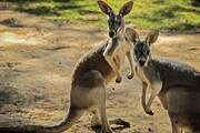 Teheran: Zoo im Eram-Park