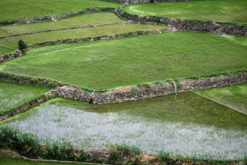 Terraced cultivation of rice in northern Iran