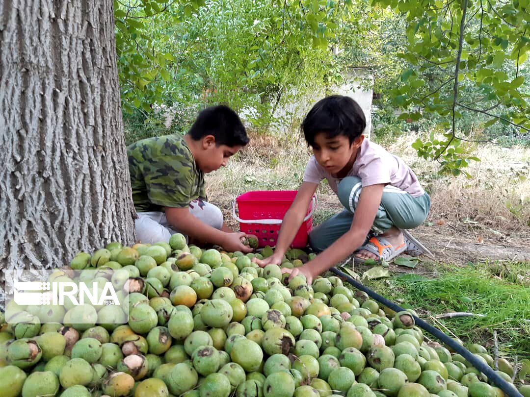 برداشت بیش از ۲هزارتُن گردو از باغات شهرستان اقلید فارس