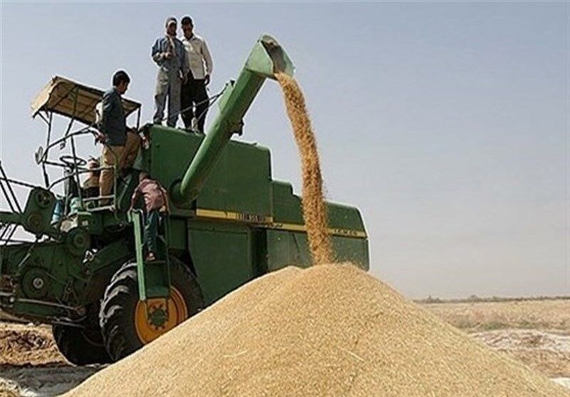 نیمی از گندم تعهد شده در استان قزوین خریداری شد