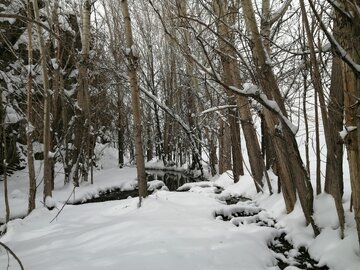 Snowy day in 1st days of winter in Tehran