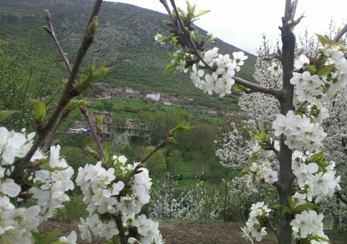 طبیعت بهاری سروآباد از نگاه لنز دوربین 13