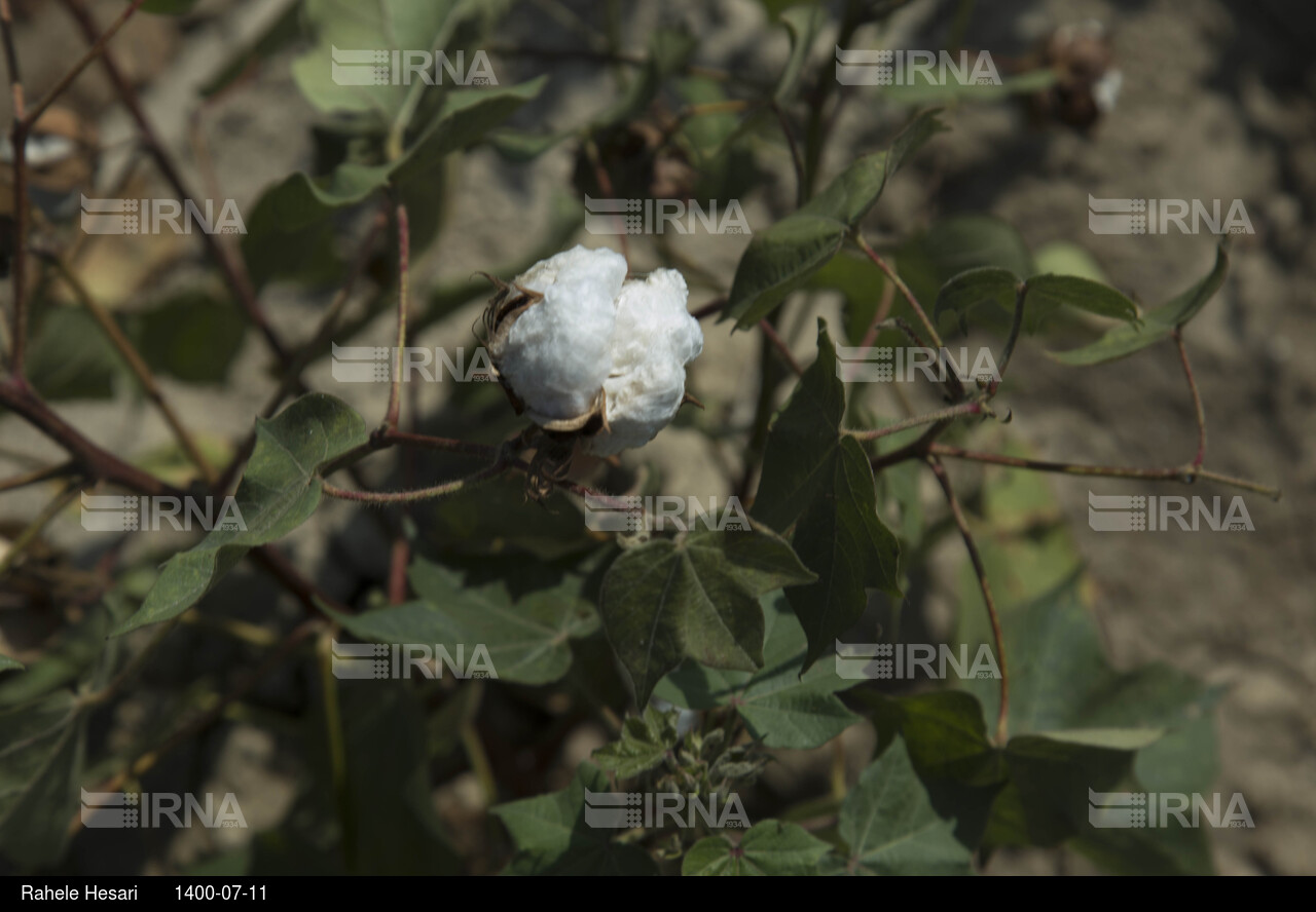 کاهش تولید پنبه در استان گلستان