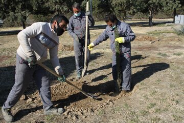 غرس نهال توسط استاندار سمنان در استانداری