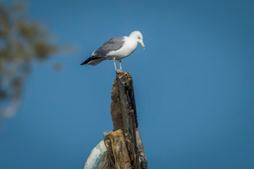 Birdwatching in Iran