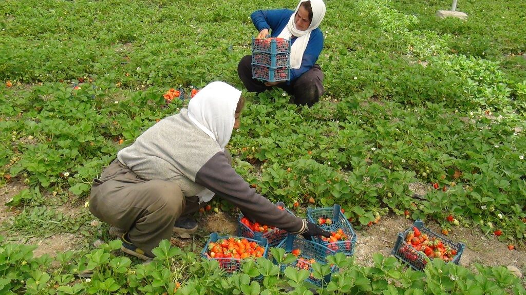 گلخانه تولید توت فرنگی در روستای دورود سروآباد