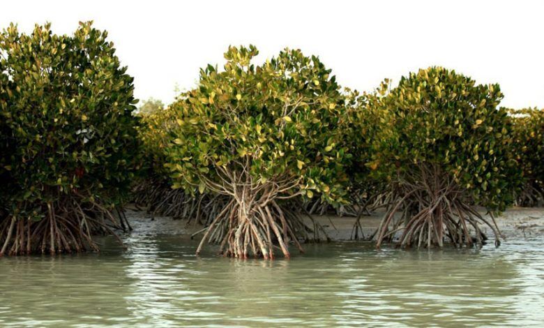 Mangrove forest, a miracle of nature