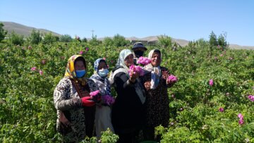 برداشت گل محمدی از مزارع «خوش‌آباد» ملایر