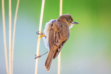 Birdwatching in Iran