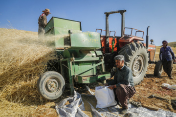 Traditional wheat harvest in western Iran