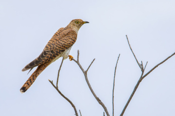خوزستان کےعلاقے چمیم کی وائلڈ لائف - کوکو برڈ (Female cuckoo)