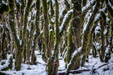 Hiver 2025: nature enneigée des hauteurs de la province de Golestan au nord de l'Iran