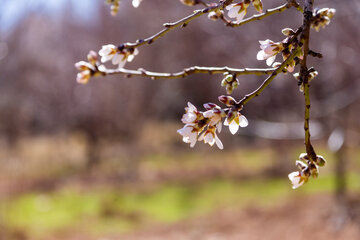 Trees blossom in Iran 