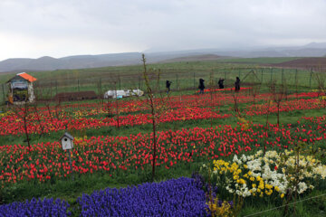 مزرعه گل های لاله در روستای اسپره خون