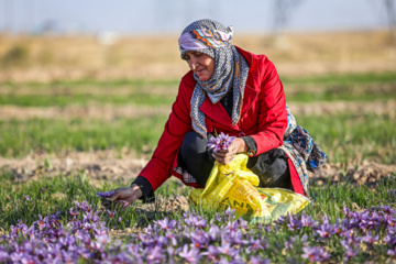 برداشت زعفران از مزارع خراسان شمالی