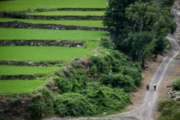 Terraced cultivation of rice in northern Iran