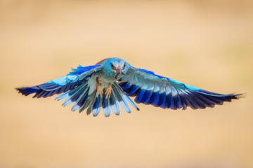 Coracias benghalensis