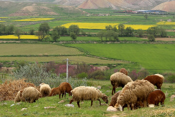 مزارع زیبای دانه روغنی «کلزا» در خراسان شمالی