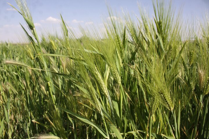 ۶۰ درصد بذر محصولات زراعی سمنان در داخل استان تولید می‌شود