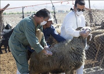 ۲.۵ میلیون راس دام در لرستان واکسینه شد