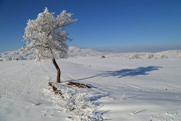 Snowy day 