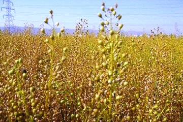 گیاه کاملینا در یک‌هزار و ۶۰۰ هکتار از زمین‌های کشاورزی استان مرکزی کشت شد