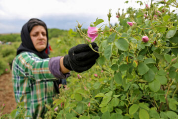 برداشت گل محمدی از سطح ۳۸۰ هکتار اراضی دلیجان آغاز شد