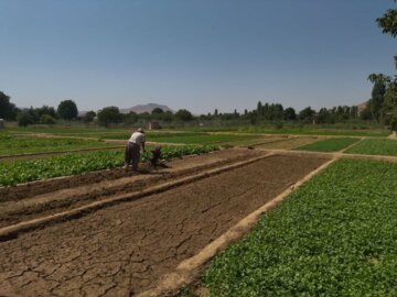 بوکان يكي از قطب هاي مهم توليد سبزي در آذربايجان غربي است