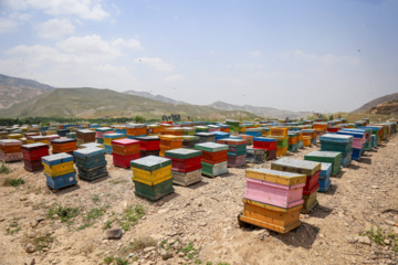 Bee  Breeding