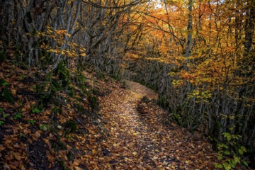 L'automne dans les forêts hyrcaniennes expose la magie de la nature dans chaque feuille. Le paysage intact et pittoresque de ces forêts en automne montre l'importance historique et la diversité végétale de ce trésor naturel iranien. 