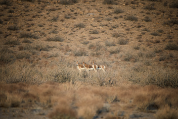 گور ایرانی