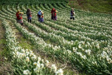 Iran : récolte des narcisses dans la province du Golestan 