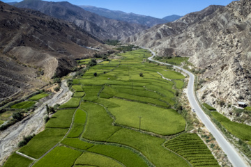 Terraced cultivation of rice in northern Iran