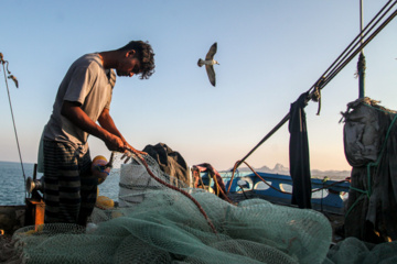 Pesca de camarones y peces en el Golfo Pérsico