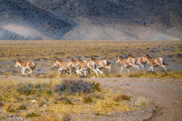 گور ایرانی