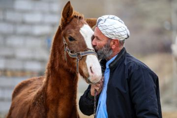 Les chevaux turkmènes de race pure dans la province du Khorasan du Nord