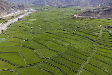 Terraced cultivation of rice in northern Iran