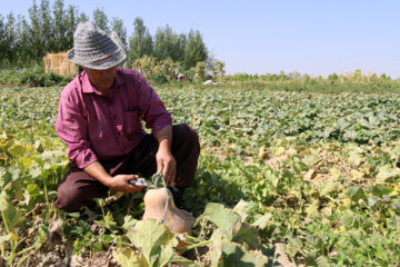 برداشت کدو حلوایی از جالیزهای شهرستان مشکین شهر