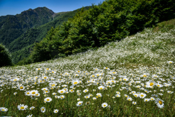 Wandering in Nature