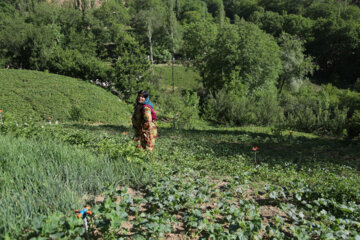 روستای هدف گردشگری شیان