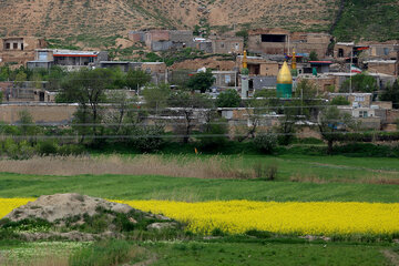 مزارع زیبای دانه روغنی «کلزا» در خراسان شمالی