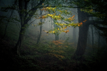 L'automne dans les forêts hyrcaniennes expose la magie de la nature dans chaque feuille. Le paysage intact et pittoresque de ces forêts en automne montre l'importance historique et la diversité végétale de ce trésor naturel iranien. 