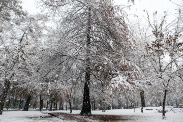 Iran-décembre 2024 : chutes de neige d’automne à Rasht au nord (Photo : Mojtaba Mohammadi)