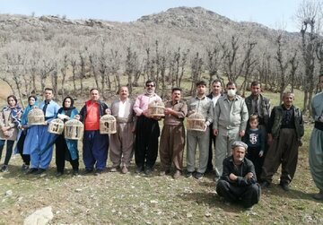 ۶ قطعه کبک در مناطق طبیعی بانه رها سازی شد