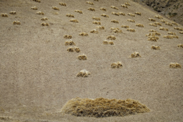 Traditional wheat harvest in western Iran