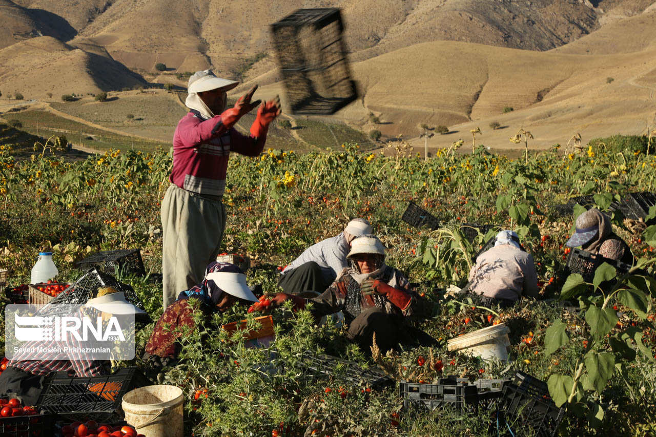 فیلم/ گسترش چتر حمایتی دولت بر سر روستاییان خراسان شمالی