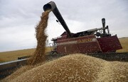 Iran, Russia to expand cooperation on grain industry, trade