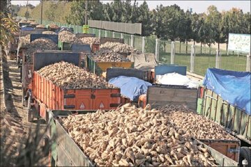 برداشت چغندرقند چهار هزار نفر را در جوین خراسان رضوی به کار گماشت