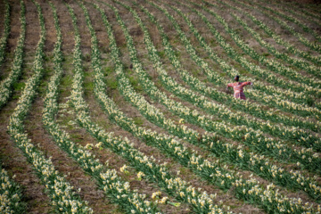 Iran : récolte des narcisses dans la province du Golestan 