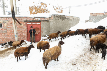 بارش برف زمستانی در روستای اسکندان اسکو